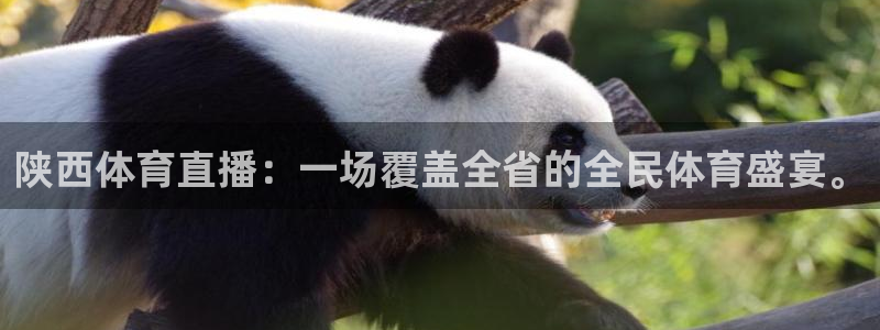 陕西体育直播：一场覆盖全省的全民体育盛宴。