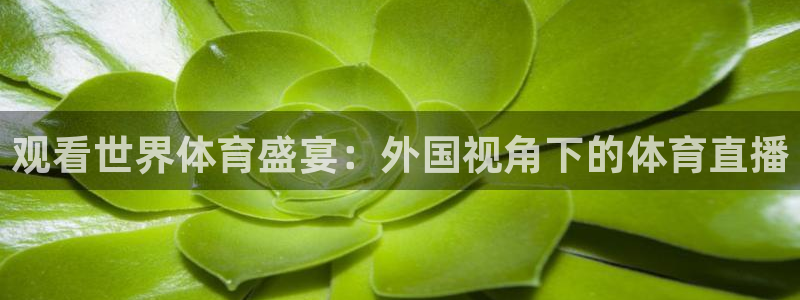 观看世界体育盛宴：外国视角下的体育直播